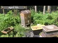 Beekeeping  update on split  update 18