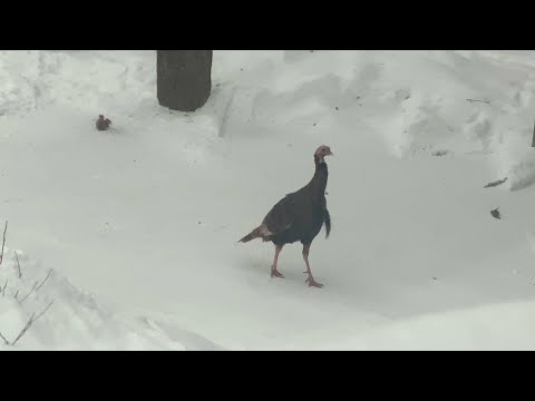 Turkey and Squirrel in the Snow Storm