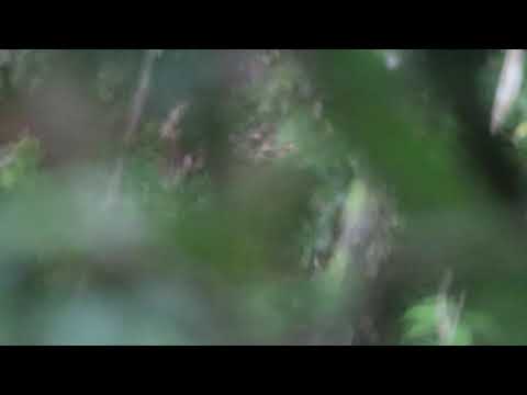 ヤイロチョウの鳴き声メス Youtube