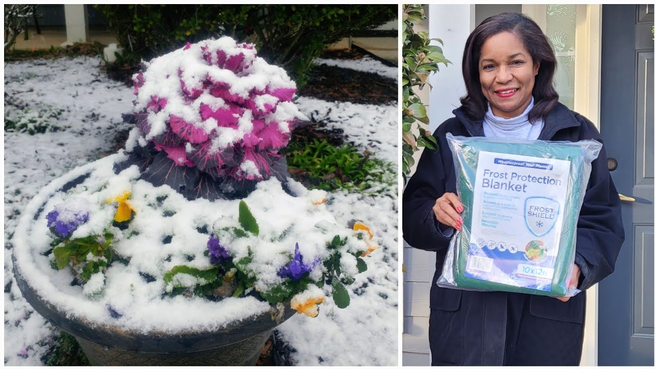 5 EASY Ways to Protect your Plants from the cold | Frost Protection Blanket 
