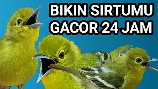 ☑️ FULL GACOR ISIAN ROLTEMBAK ‼️ Efektif paling cepat bikin sirtu macet langsung gacor