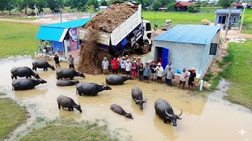 First Start New Landfill Complete Project!! Dump Truck Unloading Soil & Skill Bulldozer Pushing Soil