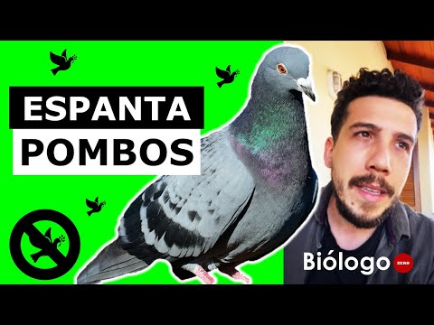 Vídeo: Como se livrar de pombos na varanda: dicas