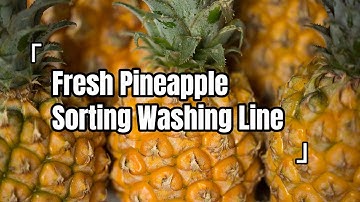 Pineapple Sorting Machine: Optimizing Sweetness and Appearance
