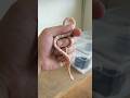 Snow Corn Snake 288, Penang Island, DM me for more details #snow #cornsnake #malaysia #penang