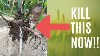 Kill Impossible Weeds | Johnson Grass