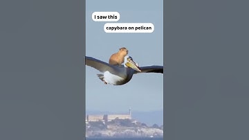 Thumbnail of Why Is THIS CAPYBARA riding a CROCODILE AND A PELICAN? 😂😂😂