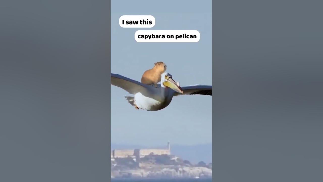 Why Is THIS CAPYBARA riding a CROCODILE AND A PELICAN? 😂😂😂