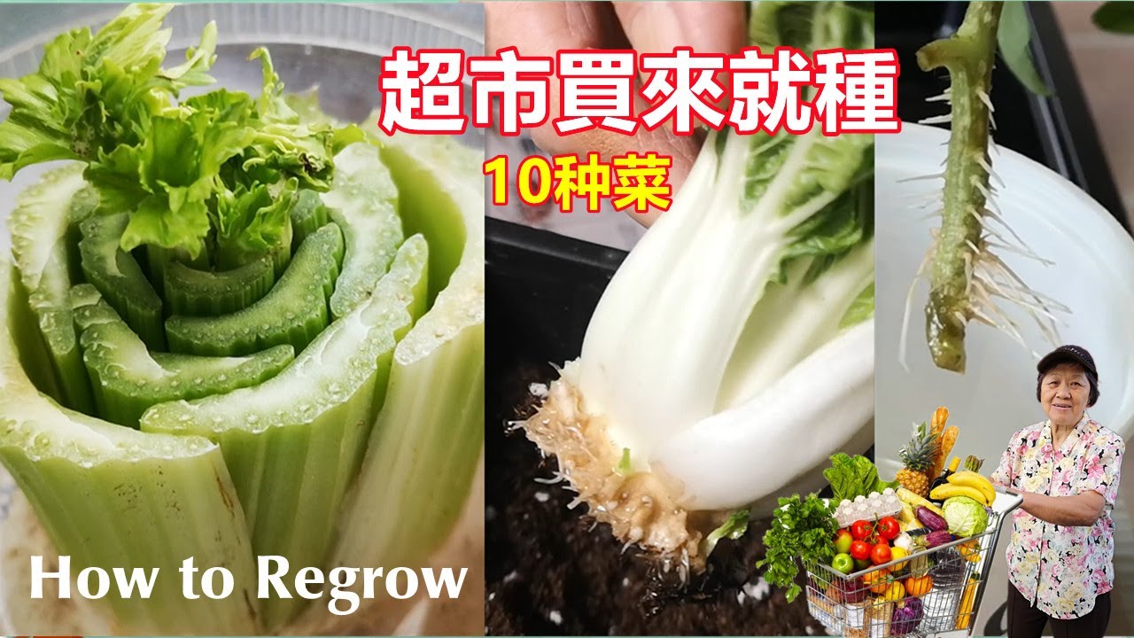 10種超市買來就種的菜，不用種子直接種，每一樣都成功，從種植到收穫，以菜生菜，再生栽培 | 10 store bought vegetables you can regrow / Mars Hydro