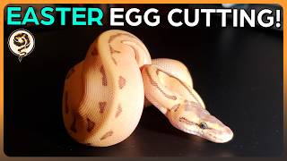 Egg Cutting - 9 Great Ball Python Eggs for Easter! (Bamboo Pied Enchi Pinstripe) Net Worth