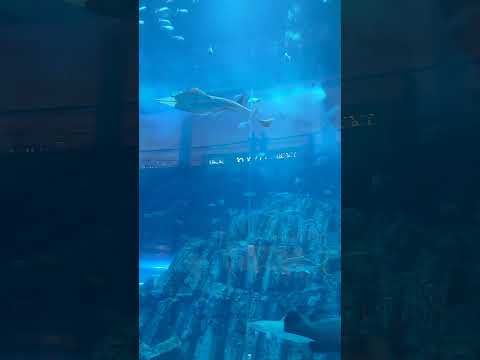 Dubai aquarium #shark #fish #travel #travel #shortsfeed #dubai#fish #animals