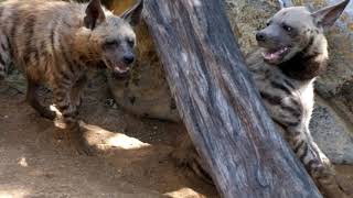 Striped Hyena at Bali Zoo