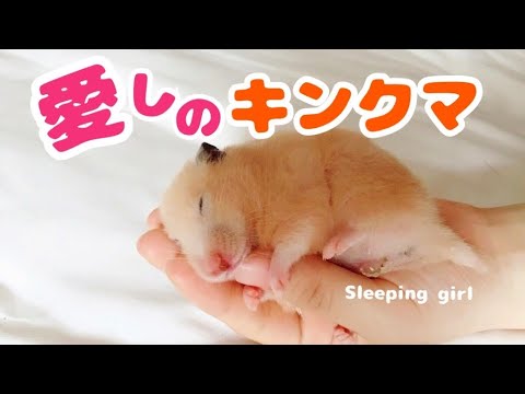 かわいいキンクマハムスター Youtube