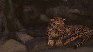 Sleepy Leopard Animation