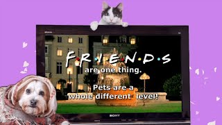 Friends Parody Song by Pets - Ill be there for you!
