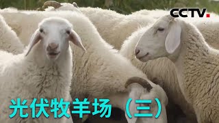 光伏发电站来了上千只羊这个大难题就这样被羊解决了20220519 |《创新进行时》 CCTV科教
