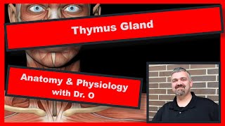 Thymus Gland:  Anatomy and Physiology