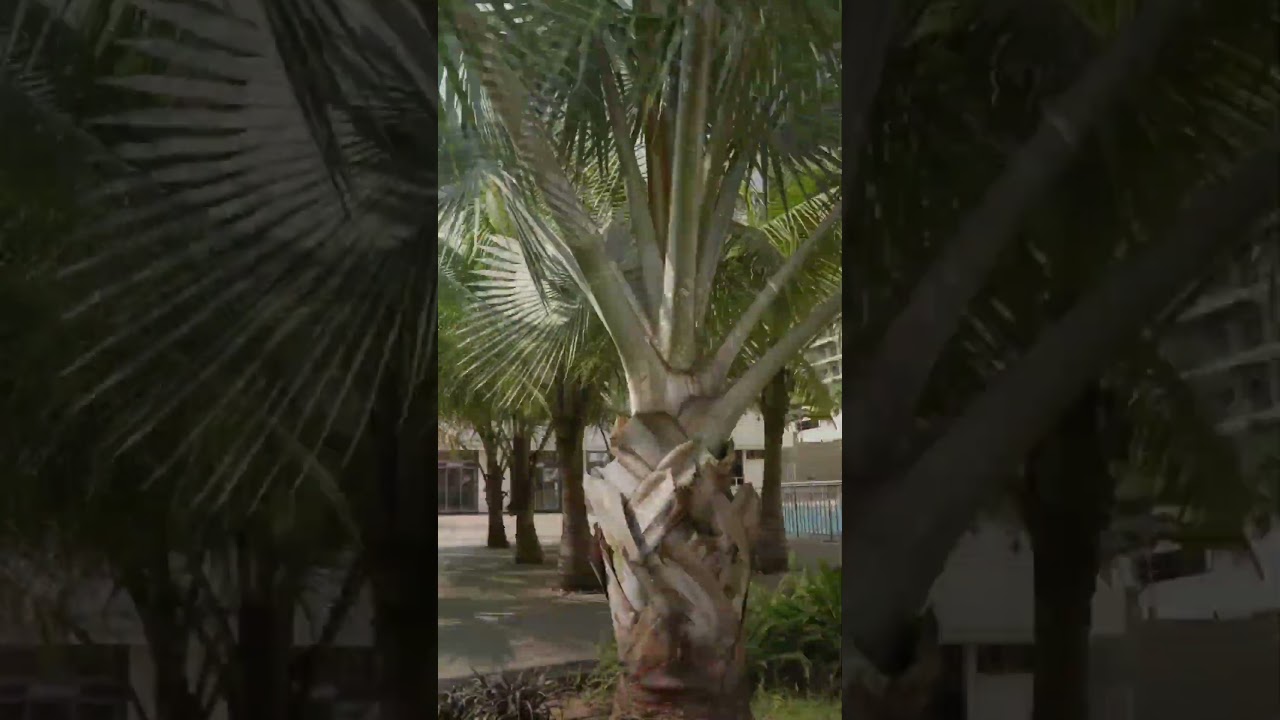 Township Project at Spine Road, PCMC Moshi | 2BHK 3BHK Luxurious flats 