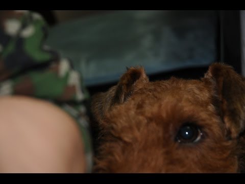 エレキテル　ドック　ダメよダメダメ!