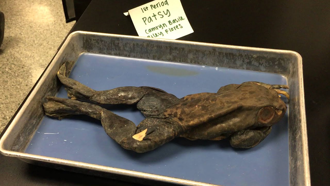 Frog Dissection