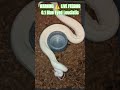 WARNING ⚠️ LIVE FEEDING #warning #live #feed #feeding #batman #brucewayne #clown #snake #animals #bp