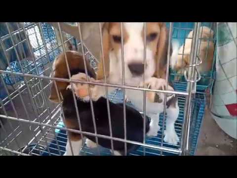 puppy videos for dogs to watch Cute Puppies Are Waiting For Their New Family At Galiff Street
