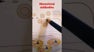 Monoclonal Antibodies