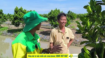 CÁCH CẮT TỈA CÀNH TẠO TÁN CHO CÂY MÍT RUỘT ĐỎ XƠ VÀNG 1 NĂM TUỔI.