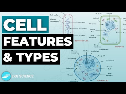 Cells: Features, Types & Levels of Cellular Organisation