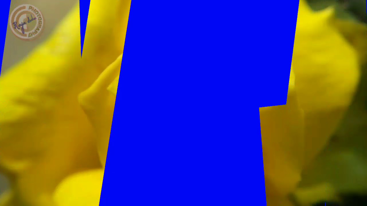 Mobile Macro lens photography