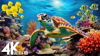 [NEW] 11HR Stunning 4K Underwater footage-Rare & Colorful Sea Life Video - Relaxing Sleep Music #131
