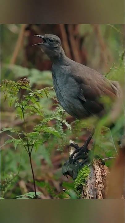 This Is The Scariest Bird Sounds