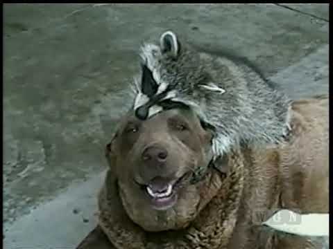 AFV S14E03 - Wacky animals music montage (WGN America, January 11, 2014)