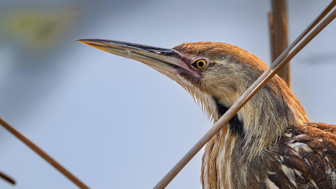 Bittern Bug Hunter