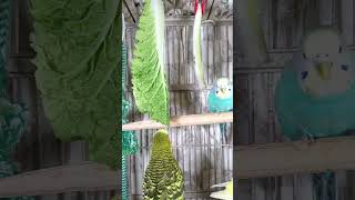 Cute Parakeets Singing, Talking, Kissing, and Eating Veggies, #shorts Cute Budgies Chirping.