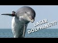 Dolphins with Guns on Their Heads