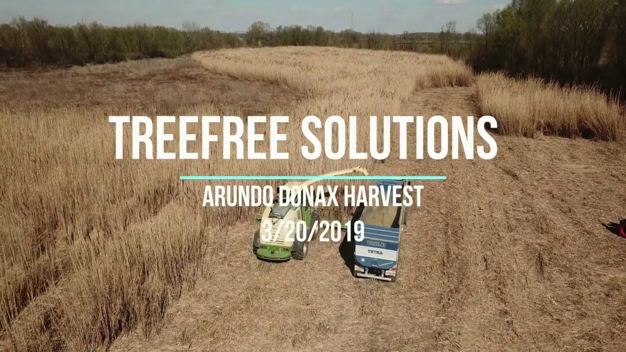 TreeFree Arundo Harvest