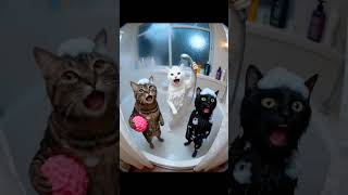 Download Lagu Cute cat singing the song lu lu la la #funny #kitten #funnycute #funpage #catchy #wacky #cat MP3