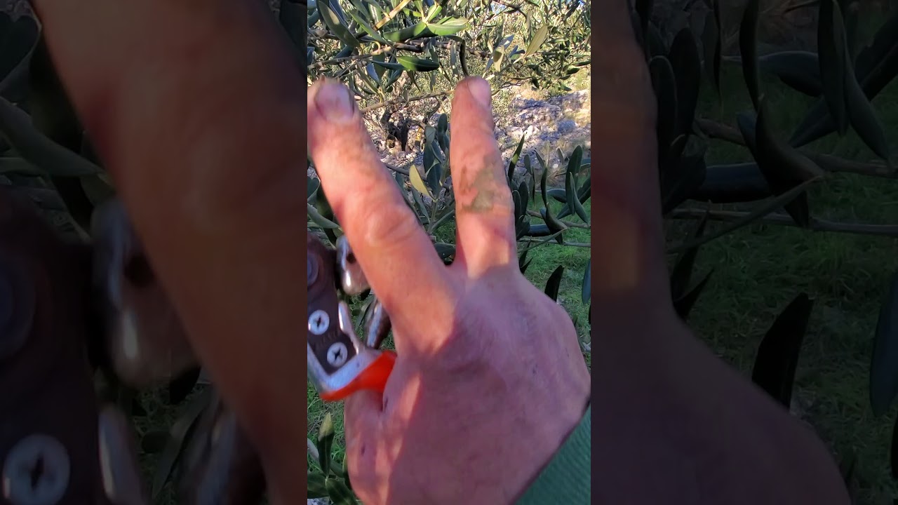 Rezidba maslina na rod Slatine Ciovo