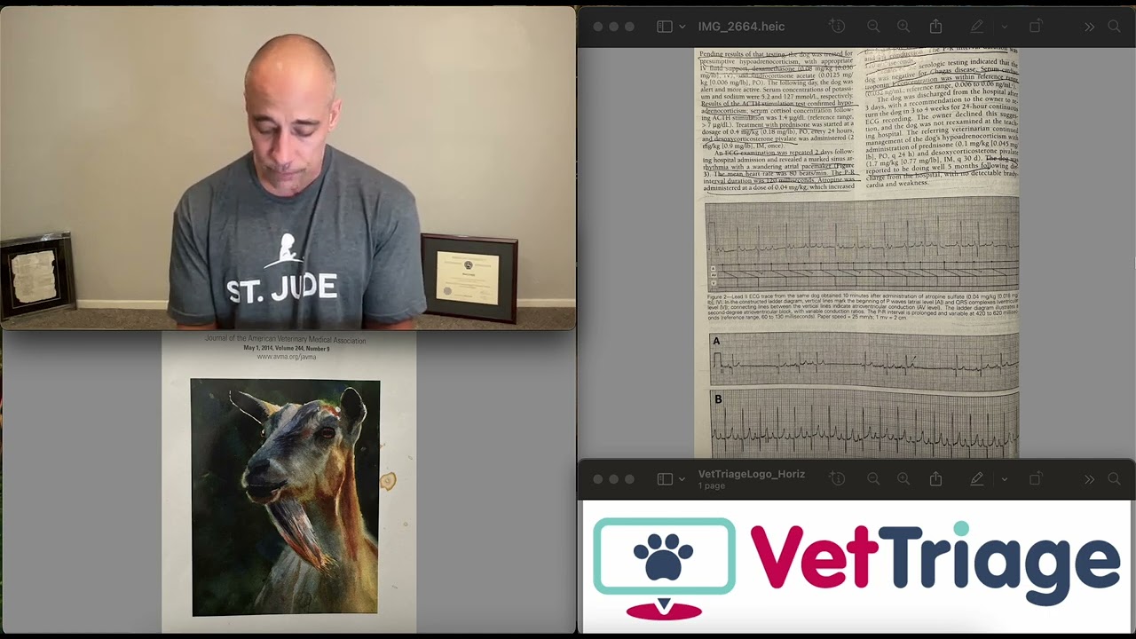 American Staffordshire terrier with heart block, high vagal tone and hyperkalemia