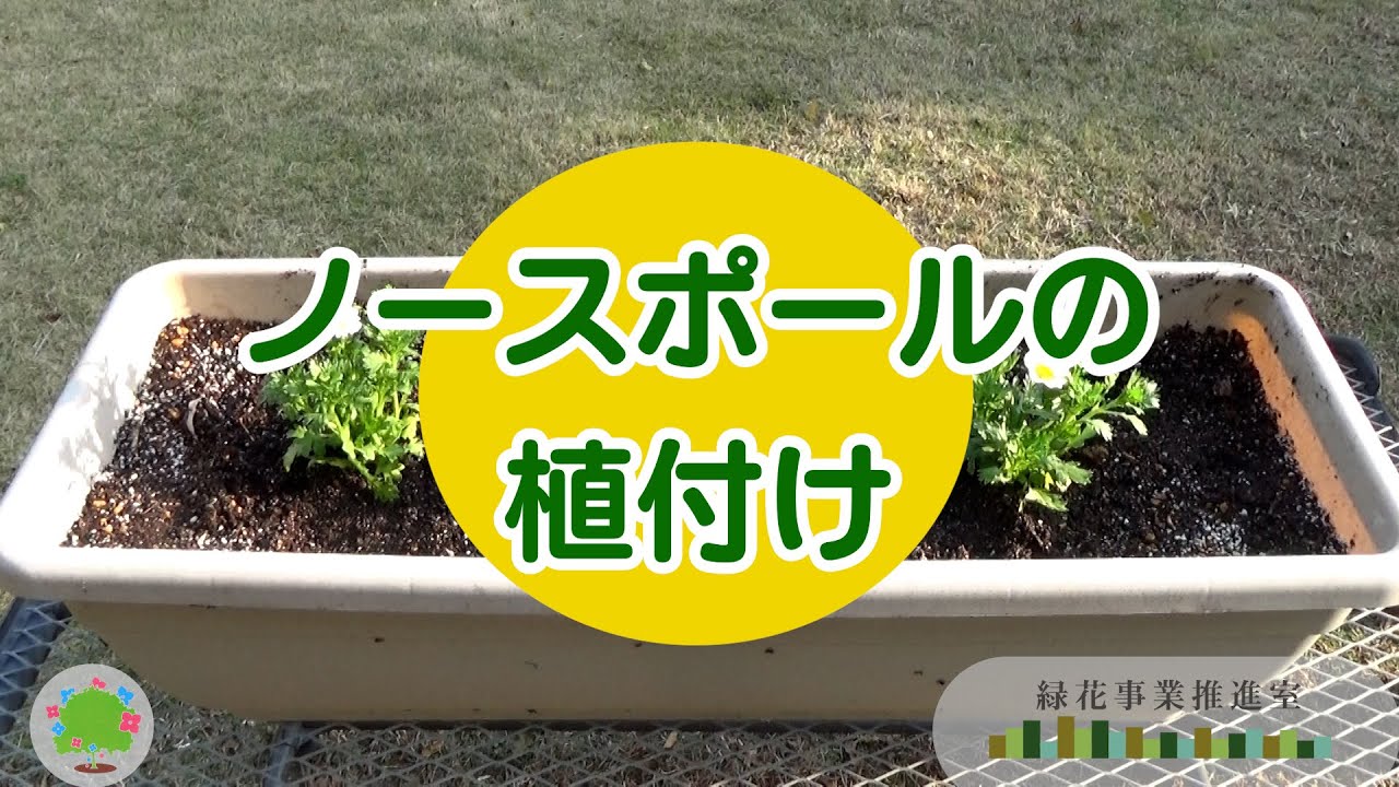 ノースポールの植付け - YouTube