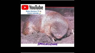 Imvukuzane By Kholo Khumalo Tv 