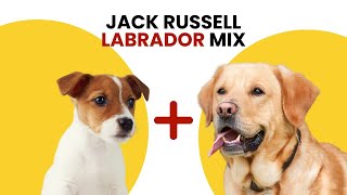 All About Jack Russell Labrador Mix