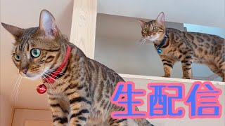 【ランチ生配信6/16】猫を見ながらランチしませんか？生配信
