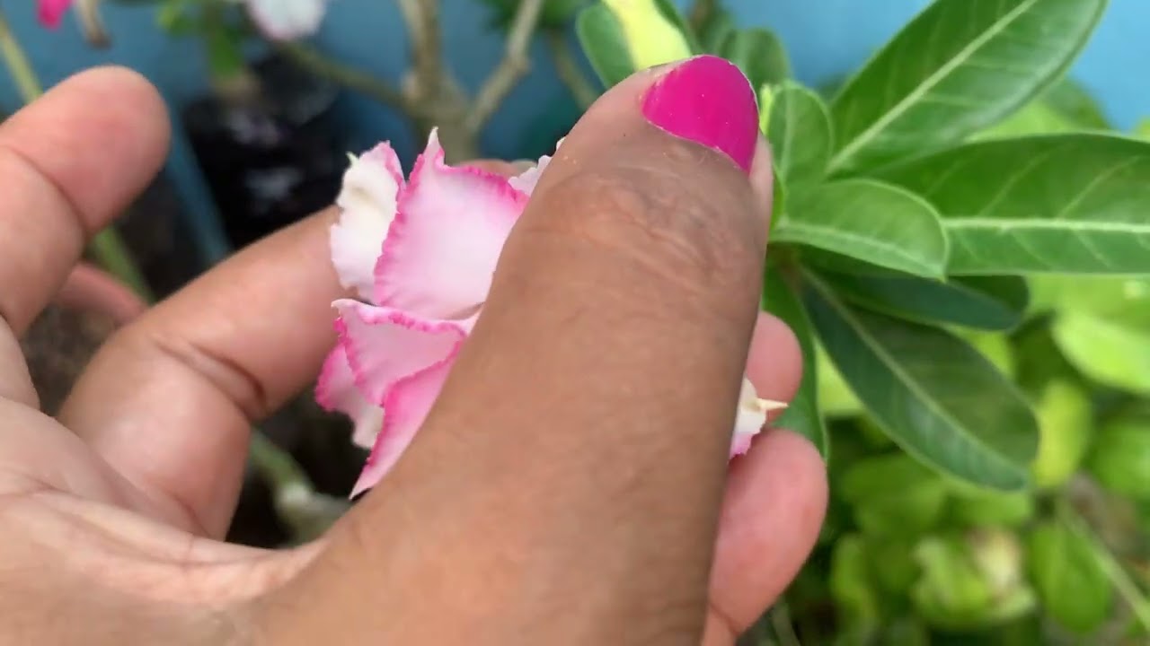 Mostrei mais uma rosa que comprei pra minha coleção dica de substrato 