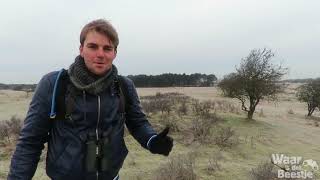 Vlog: Spotten in de Amsterdamse Waterleidingduinen