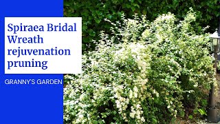 SPIRAEA BRIDAL WREATH REJUVENATION PRUNING