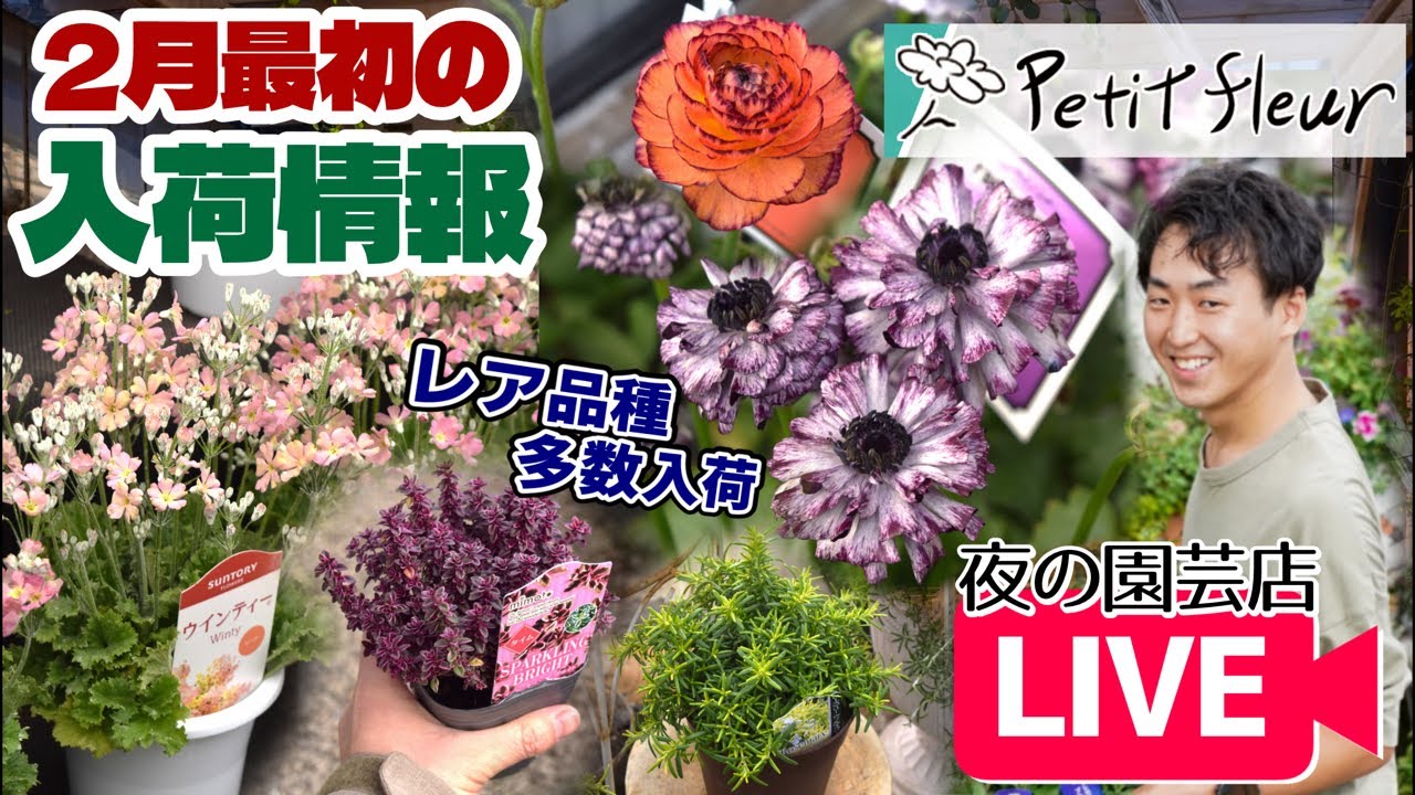 【園芸】2月最初の入荷情報！レアラナンキュラス！ハーブ苗入荷！#ガーデニング #flower #園芸