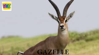 The Finger Family Song | Gazelle | English Nursery Rhymes For Kids(, 2016-06-21T05:18:19.000Z)