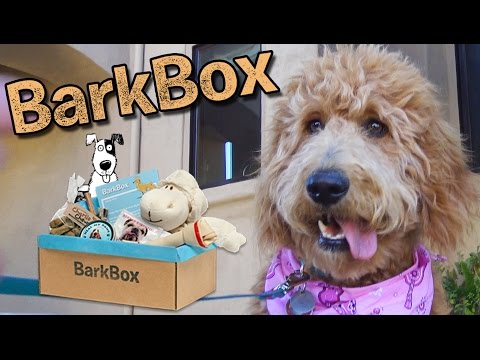 bark-box-doggy-delivery!!!-chloe